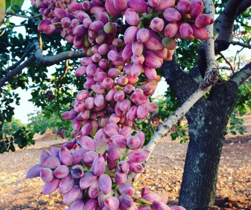  Where Are Pistachio Trees Grow?