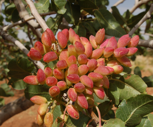 What are the benefits of Pistachios?