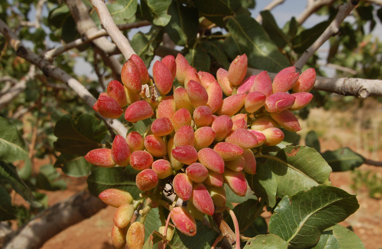 What are the benefits of Pistachios?
