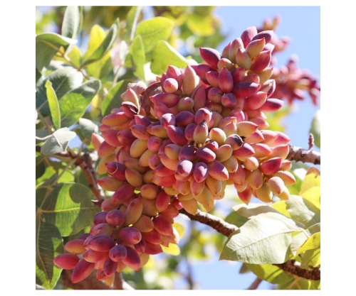 Antep Fıstığı Ağaçları Nerede Yetişir?