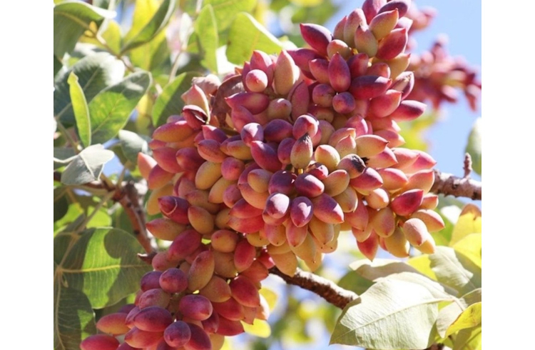 Antep Fıstığı Ağaçları Nerede Yetişir?